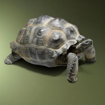 Seychellen Schildpad Replica beschikbaar voor biedingen