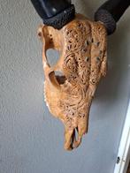 Koe Gesneden schedel - Onbekend - 50 cm - 45 cm - 16 cm -, Antiek en Kunst