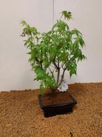 Japanese maple bonsai (Acer palmatum) - Hoogte (boom): 34 cm