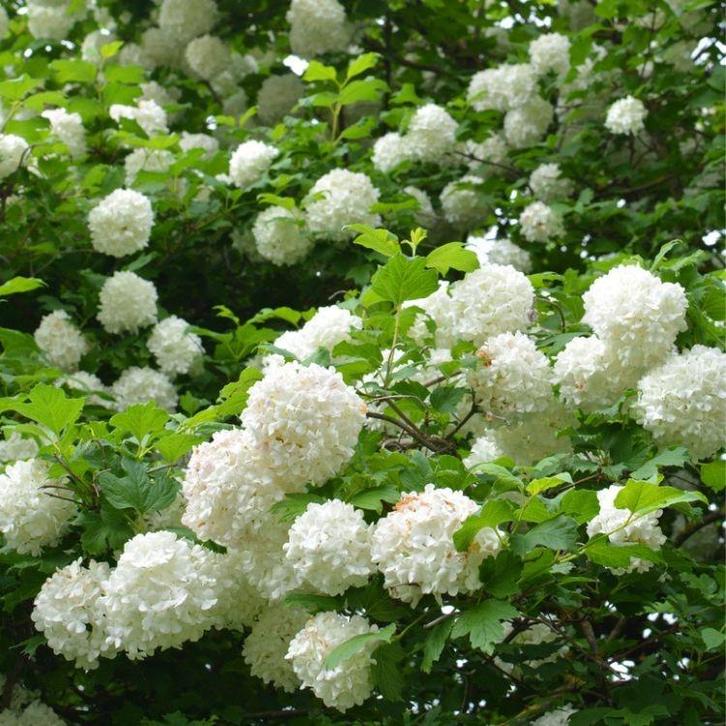 Viburnum Opulus - Gelderse Roos (Kale Wortel) - 40-60 Cm, Tuin en Terras, Planten | Tuinplanten, Volle zon, Lente, Ophalen of Verzenden