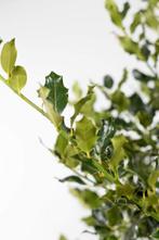 Hulst / Ilex Aquifolium 125-150cm, Tuin en Terras, Planten | Tuinplanten, Vaste plant, Lente, Verzenden, Volle zon