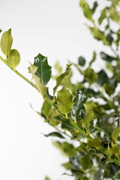 Hulst / Ilex Aquifolium 125-150cm, Tuin en Terras, Planten | Tuinplanten, Vaste plant, Volle zon, Lente, Verzenden