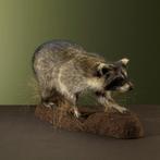 Wasbeer Taxidermie volledige montage - Procyon lotor - 35 cm, Verzamelen, Dierenverzamelingen, Nieuw