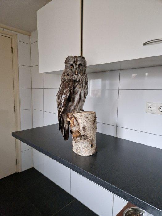 Great grey owl Taxidermie volledige montage - Strix nebulosa, Verzamelen, Dierenverzamelingen