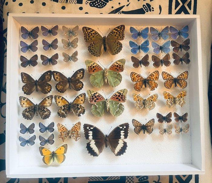 Vlinder Taxidermie volledige montage - Lycanidae - 30 cm -, Antiek en Kunst, Curiosa en Brocante