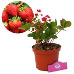 aardbei Fragaria x ananassa Florence + Pot 17c, Tuin en Terras, Planten | Fruitbomen, Volle zon, Verzenden