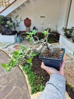 Bonsai of Apple - Verzamelstuk - Hoogte (boom): 20 cm -