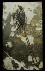 Fossiele matrix - Bohaiornis - 55 cm - 32 cm, Verzamelen, Mineralen en Fossielen