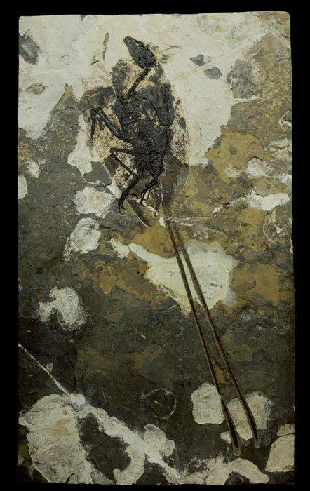 Fossiele matrix - Bohaiornis - 55 cm - 32 cm, Verzamelen, Mineralen en Fossielen