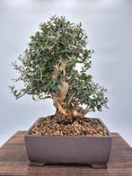Olijfbonsai (Olea sylvestris) - Collectiestuk - Hoogte