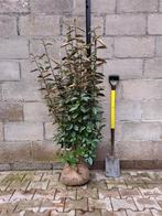 Elaeagnus Ebbingei – Wintergroene Haag | Direct van Kweker, Ophalen of Verzenden, Overige soorten, Haag, 100 tot 250 cm