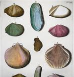 Maria Sibylla Merian; G. E. Rumphius - Exotic Sea Shells,