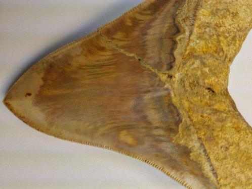 Megalodon - Fossiele tand - 11.2 cm, Verzamelen, Mineralen en Fossielen
