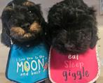 June Minidoodletjes exclusief en nu beschikbaar, Dieren en Toebehoren, Honden | Retrievers, Spaniëls en Waterhonden, Parvo, Nederland
