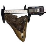 Haai - Fossiele tand - Megalodon - 9.22 cm - 9.22 cm