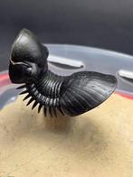 Trilobiet - Gefossiliseerd dier - Paralejurus sp. - 8 cm