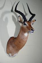Impala Taxidermie wandmontage - Aepyceros melampus - 36 cm -, Verzamelen, Dierenverzamelingen, Nieuw