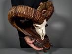 Mouflon Schedel met gewei - Ovis aries musimon - 34.5 cm -, Verzamelen, Dierenverzamelingen, Nieuw