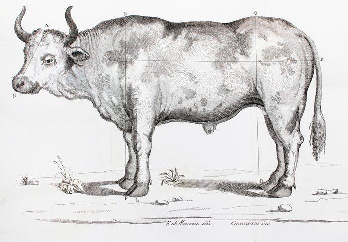 De Nanzio - Esippognosia ovver Conoscenza Esterna del, Antiek en Kunst, Antiek | Boeken en Bijbels