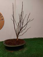 magnolia Susan - Hoogte (boom): 50 cm - Diepte (boom): 24 cm