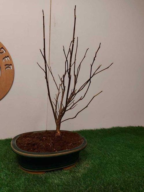 magnolia Susan - Hoogte (boom): 50 cm - Diepte (boom): 24 cm, Antiek en Kunst, Curiosa en Brocante