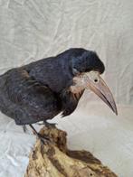 roek Taxidermie volledige montage - corvus frugilegus - 30, Verzamelen, Dierenverzamelingen, Nieuw