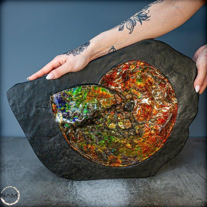 Heel mooie natuurlijke opalerende ammoniet met zeldzame, Verzamelen, Mineralen en Fossielen