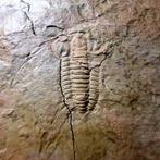 AKA RESSEROPS. Zeer zeldzame Cambrian fossiele Trilobiet