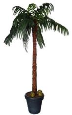 Verhuur:  Kunst palmboom +- 3,50 m hoog, Ophalen of Verzenden