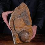 Crinoïde op fossiele plaat - Fossiel fragment -