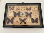 Vlinder Taxidermie wandmontage - Butterfly - 32.5 cm - 47.5, Verzamelen, Dierenverzamelingen, Nieuw