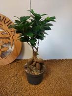 Vijgenboom bonsai (Ficus) - Hoogte (boom): 27 cm - Diepte