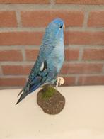 Eigenkweek Catarina parkiet turquoise Taxidermie volledige, Nieuw
