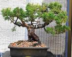 Bonsai Juniperus Chinensis - Hoogte (boom): 34 cm - Diepte