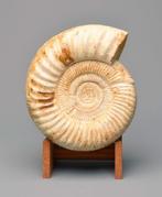 Ammoniet - Gefossiliseerd dier - Perisphinctes sp. - 25 cm