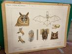 Oude schoolplaten, oorspronkelijke aquarellen van M.Koekkoek, Antiek en Kunst, Antiek | Schoolplaten, Natuur en Biologie, Ophalen