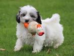 Leuke Gezelschapshondjes., Dieren en Toebehoren, Honden | Chihuahua's en Gezelschapshonden, Nederland, Parvo, Overige rassen, 8 tot 15 weken