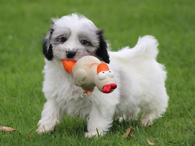 Leuke Gezelschapshondjes., Dieren en Toebehoren, Honden | Chihuahua's en Gezelschapshonden, Meerdere, Meerdere dieren, CDV (hondenziekte)