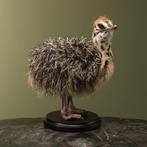 Struisvogel Kuiken Taxidermie Opgezette Dieren By Max, Ophalen of Verzenden, Nieuw, Vogel, Opgezet dier