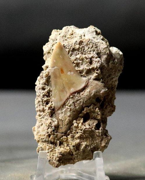 Fijn Frans fossiel makreelhaaienkaak - Met wortel - Op, Verzamelen, Mineralen en Fossielen