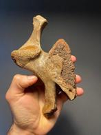 Wolharige mammoet - Fossiel wervelbot - 18 cm  (Zonder, Verzamelen, Mineralen en Fossielen
