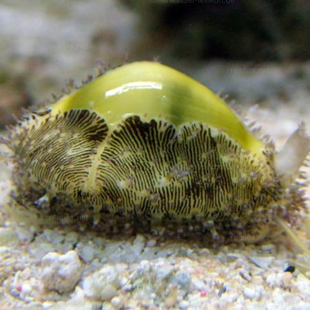 Cypraea Moneta (Porceleinslak), Dieren en Toebehoren, Vissen | Aquaria en Toebehoren, Ophalen of Verzenden