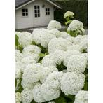 Hortensia -- Strong Annabelle  - Hydrangea Strong- Annabelle, Tuin en Terras, Planten | Tuinplanten, Zomer, Ophalen of Verzenden