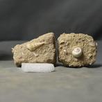 Set fossiele schelpen op matrix - Gefossiliseerd dier - Mix
