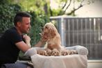 Amerikaanse Cocker Spaniel pups te koop, Dieren en Toebehoren, België, 8 tot 15 weken, Meerdere, Meerdere dieren