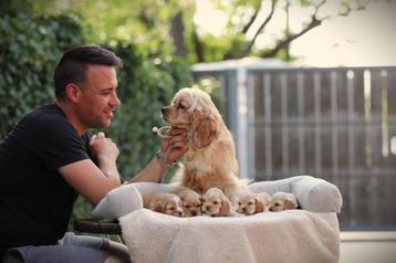 Amerikaanse Cocker Spaniel pups te koop beschikbaar voor biedingen
