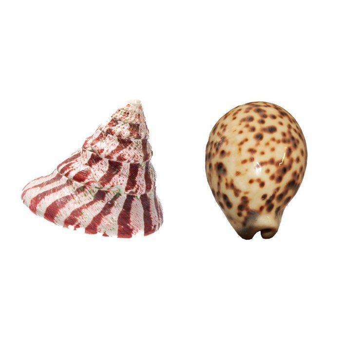 Exquise Banderschnecke + extra grote Cypraea Tigris, Verzamelen, Dierenverzamelingen