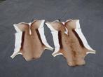 Pair South African Springbok Skins Taxidermie wandmontage -