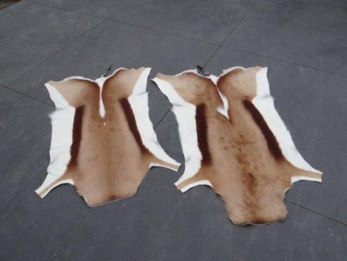 Pair South African Springbok Skins Taxidermie wandmontage -, Antiek en Kunst, Kunst | Niet-Westerse kunst