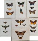 Charles Dessalines DOrbigny - Lot. of 7 plates -